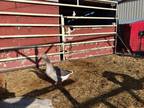 Adopt Roan a Goose