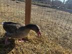 Adopt Royce a Goose