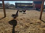 Adopt Jesse a Goose