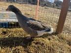 Adopt Lee a Goose