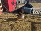 Adopt Jamie a Goose