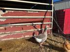 Adopt Frankie a Goose