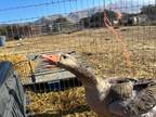 Adopt Peyton a Goose