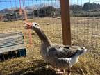 Adopt Raz a Goose