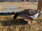 Adopt Riley a Goose