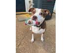 Adopt Curtis a Pit Bull Terrier