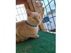Adopt Bing Clawsby a Domestic Short Hair