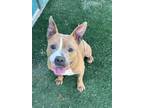 Adopt Gucci a Pit Bull Terrier