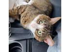 Adopt Mugsy a Tabby