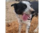 Adopt Munford a Border Collie, Mixed Breed