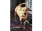 Adopt Lanister a German Shepherd Dog, Staffordshire Bull Terrier