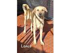 Adopt Lance a Pug, Staffordshire Bull Terrier