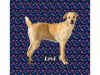 Adopt Levi a Pug, Staffordshire Bull Terrier