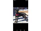 Adopt Rudy a Pit Bull Terrier, Labrador Retriever