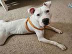 Adopt Donner a Pit Bull Terrier