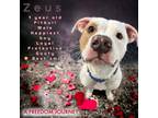 Adopt Zeus a Pit Bull Terrier