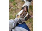 Adopt Buddy a Australian Cattle Dog / Blue Heeler, Mixed Breed