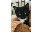 Adopt Oreo a American Shorthair, Domestic Short Hair