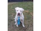 Adopt Ramsey a Pit Bull Terrier
