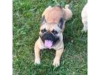 French Bulldog Puppy for sale in Holton, IN, USA