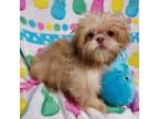 Shih Tzu Puppy for sale in Telephone, TX, USA