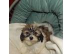 Bichon Frise Puppy for sale in Paterson, NJ, USA