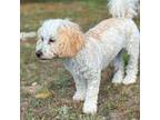 Mutt Puppy for sale in Statesboro, GA, USA