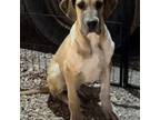 Great Dane Puppy for sale in Porterville, CA, USA