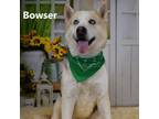Adopt Bowser a White - with Tan, Yellow or Fawn Husky / Mixed dog in Yuma
