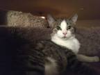 Adopt Elbee (Landon) a Domestic Shorthair / Mixed cat in Central Islip