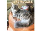 Adopt Miss Frazzle a Domestic Longhair (long coat) cat in Mooresvillle