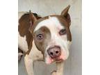 Adopt *ROXIE a White - with Brown or Chocolate American Pit Bull Terrier / Mixed