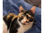 Adopt Carmella a Calico or Dilute Calico Domestic Shorthair (short coat) cat in