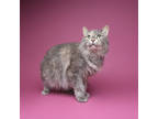 Adopt Shella Mae a Gray or Blue Domestic Longhair / Domestic Shorthair / Mixed