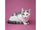 Adopt Mikhail a White Domestic Shorthair / Domestic Shorthair / Mixed (short