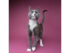 Adopt Doppler a Gray or Blue Domestic Shorthair / Domestic Shorthair / Mixed
