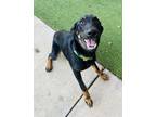 Adopt Carter a Black Hound (Unknown Type) / Mixed Breed (Large) / Mixed dog in