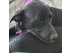 Adopt Rhaenyra a Black Retriever (Unknown Type) / Mixed dog in Midland