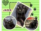 Adopt Jader a All Black American Shorthair (short coat) cat in Paris