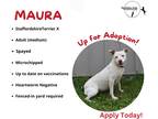 Adopt Maura a White Staffordshire Bull Terrier / Mixed dog in Mt Sterling