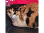 Adopt Calliope a Calico or Dilute Calico Domestic Shorthair / Mixed cat in