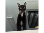 Adopt Luigi a All Black Domestic Shorthair / Mixed cat in FREEPORT