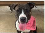 Adopt Tilly - Mom of 5 a Brindle Hound (Unknown Type) / Pit Bull Terrier dog in