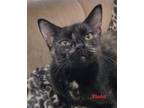 Adopt Violet a Tortoiseshell Domestic Shorthair (short coat) cat in Colfax