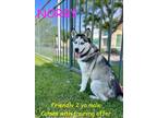 Adopt NORBY a Gray/Silver/Salt & Pepper - with Black Siberian Husky / Mixed dog