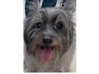 Adopt Munch a Black - with Gray or Silver Jack Russell Terrier / Mixed Breed