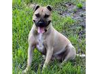 Adopt Autumn a Tan/Yellow/Fawn American Staffordshire Terrier / Black Mouth Cur