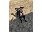 Adopt Scrappy a Black Labrador Retriever / Mixed dog in Cibolo, TX (37989485)
