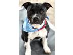 Adopt Mary Jo a Black American Pit Bull Terrier / Mixed dog in Norfolk