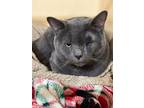 Adopt Englewood a Gray or Blue Domestic Shorthair / Domestic Shorthair / Mixed